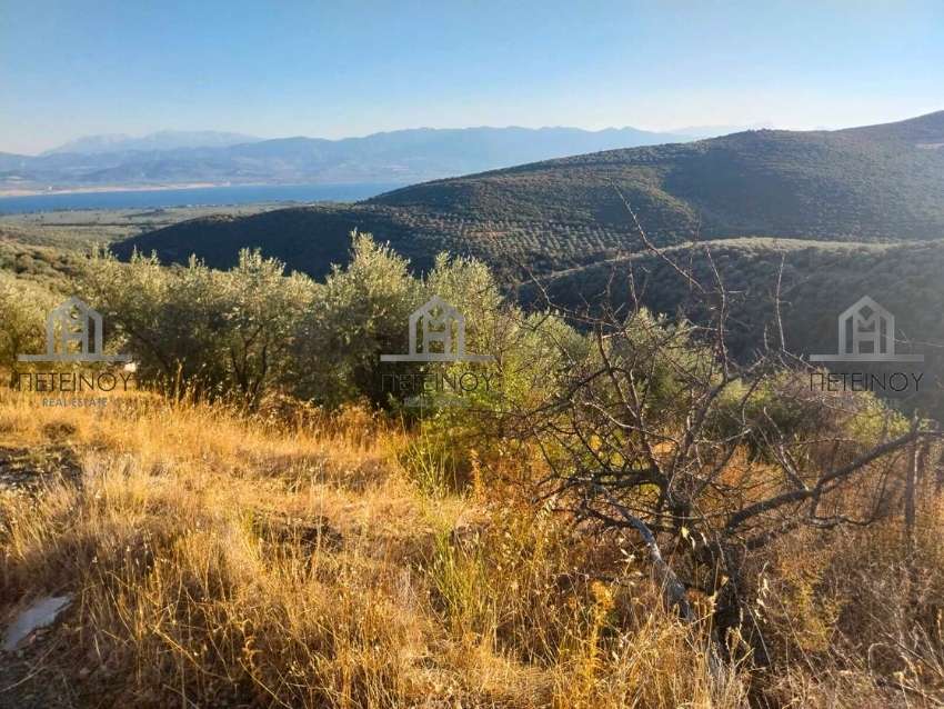 Αγροτεμάχιο 23στρ - ΜΠ1810