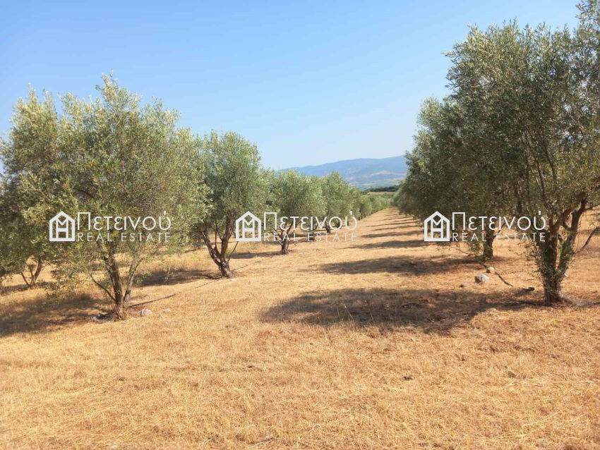Ελαιοπερίβολο 16στρεμ - ΜΠ2019